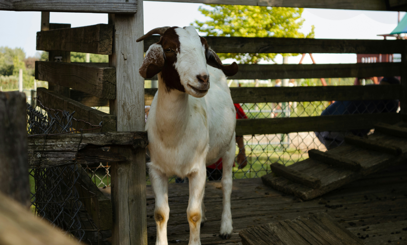 How Our Palaai System Works – Raise Your Qurbani Goat with Us