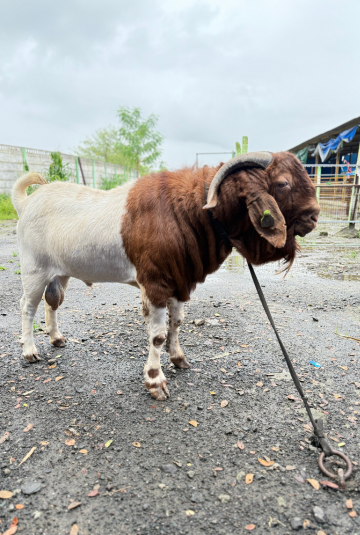 🐐 Boer Goat – 6 Teeth | Approx. 70 KG | Premium Exotic Breed