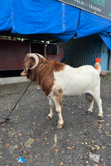 🐐 Boer Goat – 6 Teeth | Approx. 70 KG | Premium Exotic Breed