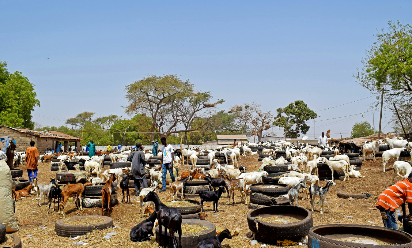 Why Buying a Bakra Online is the Smartest Choice This Eid (If You’re Short on Time)