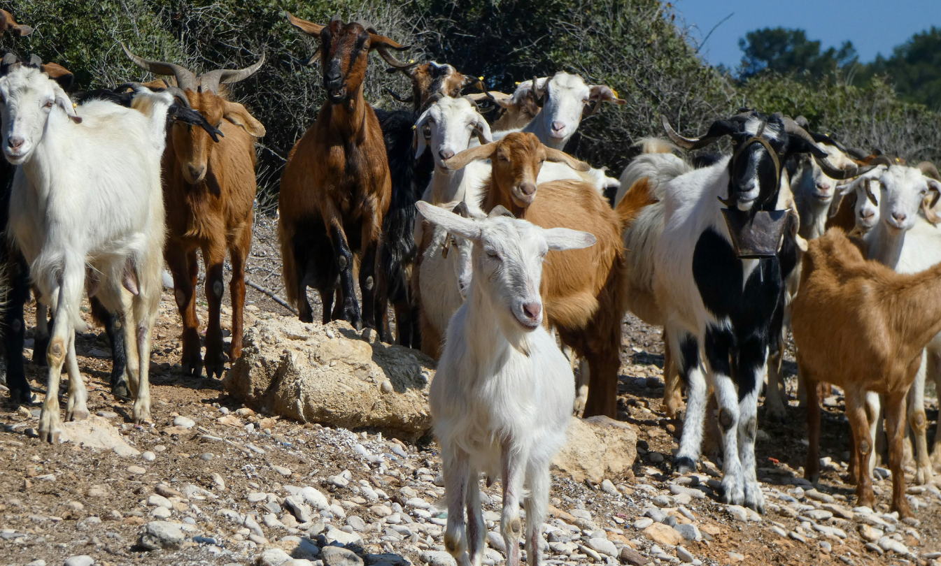Bakra Variety Guide – From Local Legends to Exotic Beauties (All Available on OnlineBakra.com)