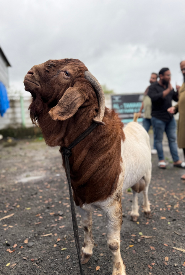 BOER GOAT