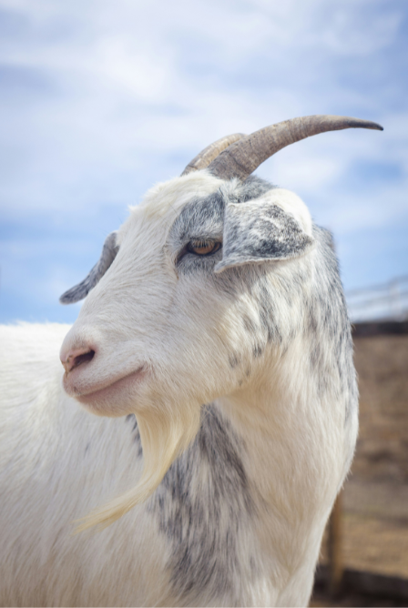 KHASSI GOATS