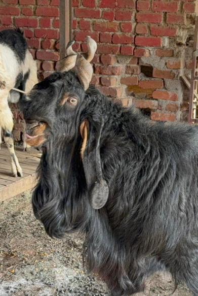 KOTA ANDUL