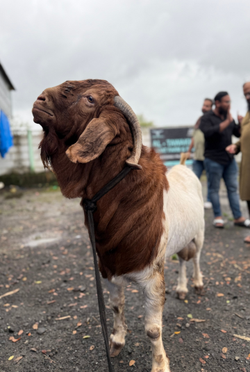 🐐 Boer Goat – 6 Teeth | Approx. 70 KG | Premium Exotic Breed